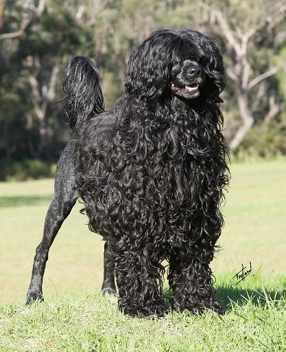 Portuguese Water Dog 9Y510D-338.JPG